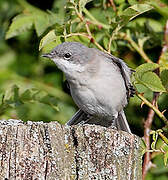 Lesser Whitethroat