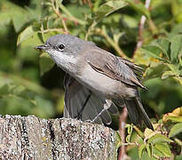 Lesser Whitethroat