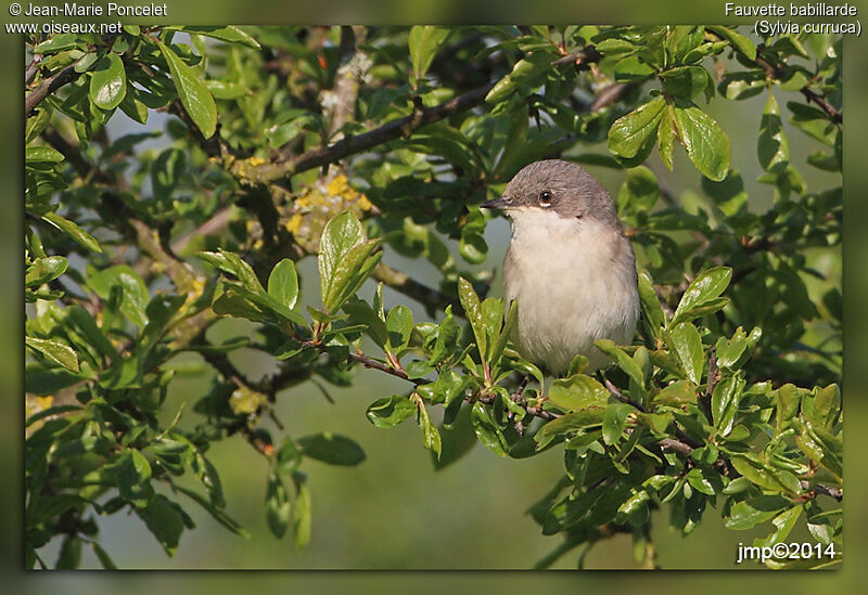 Lesser Whitethroat