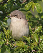 Lesser Whitethroat