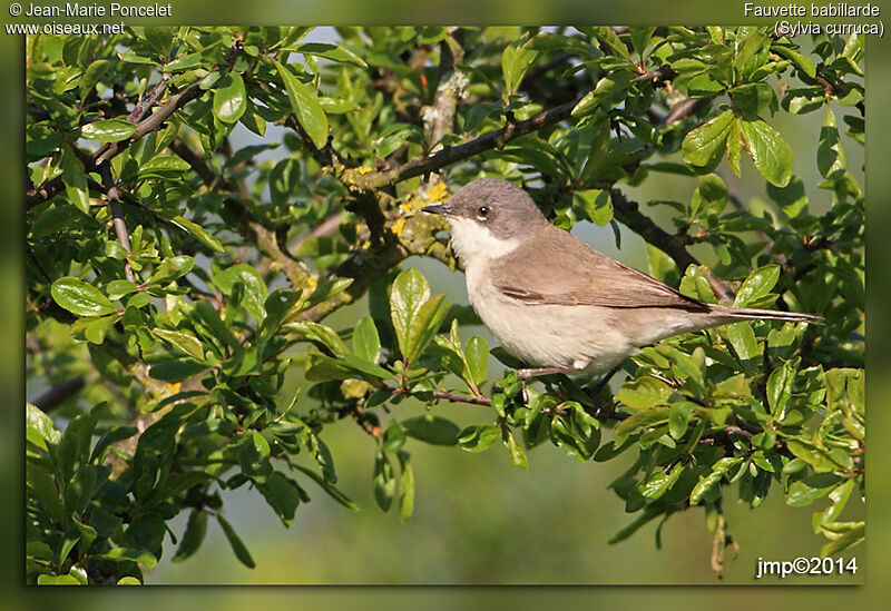 Lesser Whitethroat