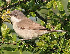 Lesser Whitethroat