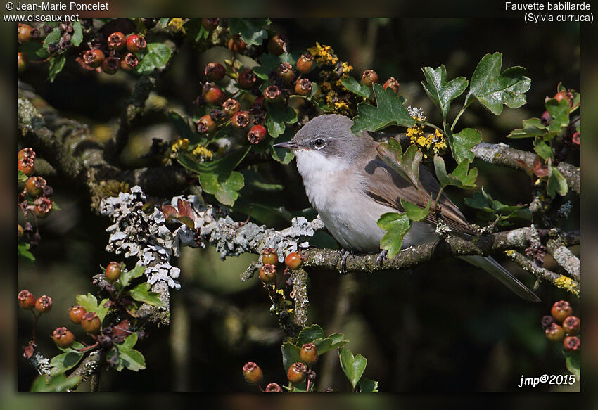 Lesser Whitethroat