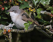 Lesser Whitethroat