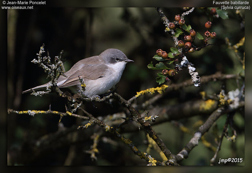 Lesser Whitethroat