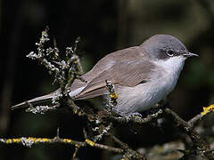 Lesser Whitethroat