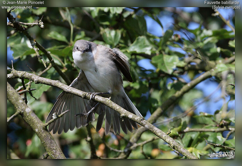 Lesser Whitethroat