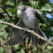 Lesser Whitethroat