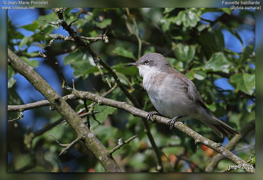 Lesser Whitethroat