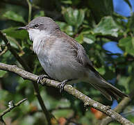 Lesser Whitethroat