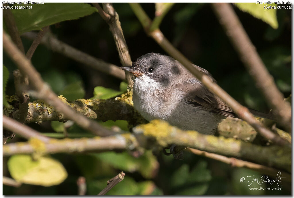 Lesser Whitethroatjuvenile