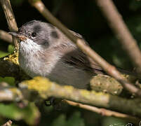 Lesser Whitethroat