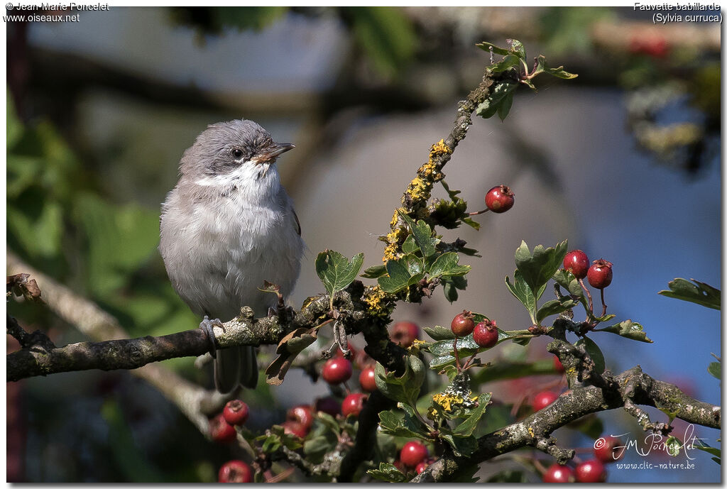 Lesser Whitethroatjuvenile