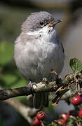 Lesser Whitethroat