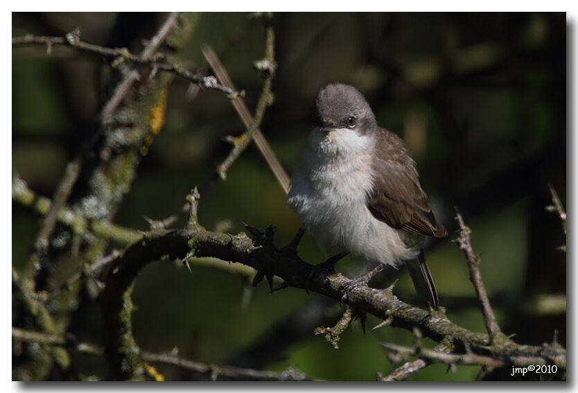 Lesser Whitethroat