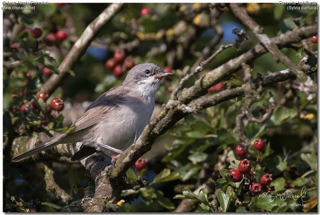 Lesser Whitethroat