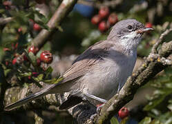 Lesser Whitethroat