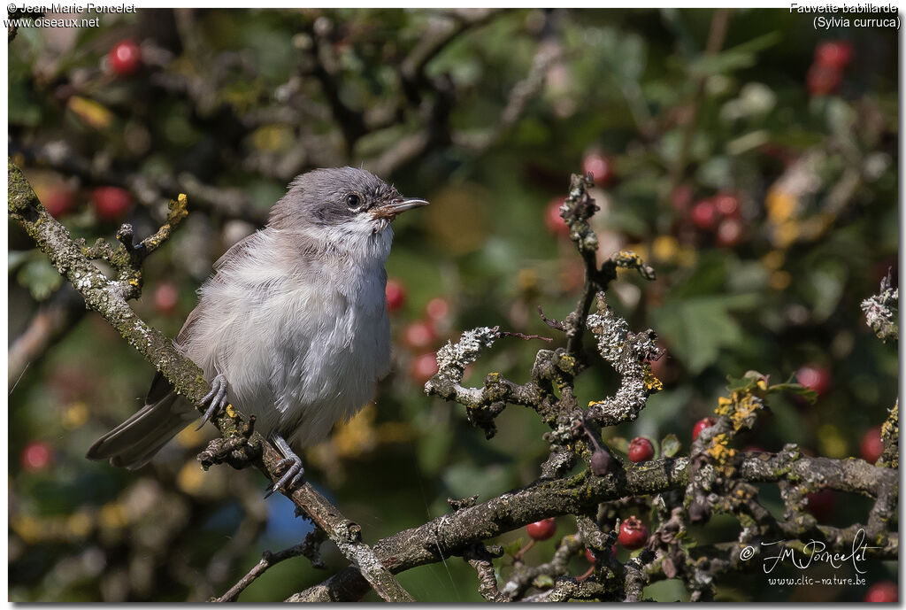 Lesser Whitethroat