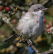 Lesser Whitethroat