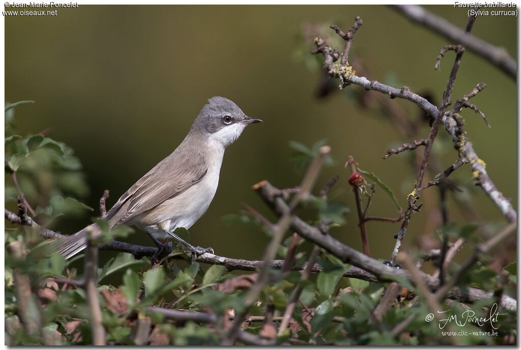 Lesser Whitethroat