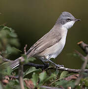 Lesser Whitethroat