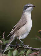 Lesser Whitethroat