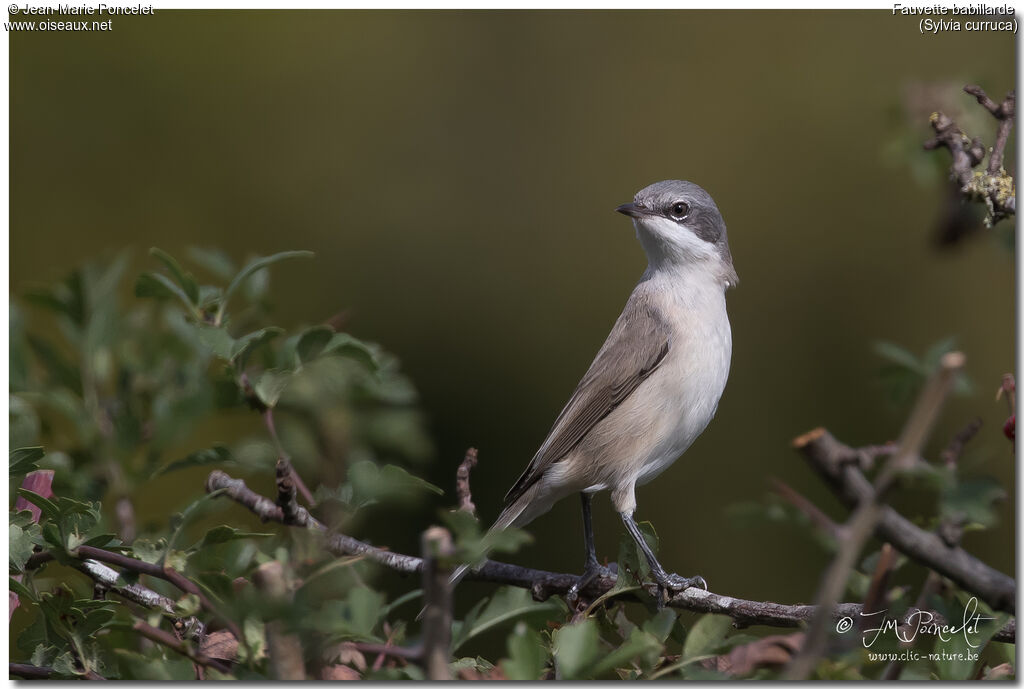 Lesser Whitethroat