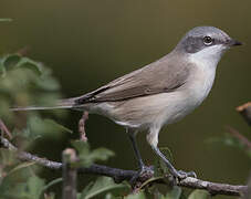 Lesser Whitethroat