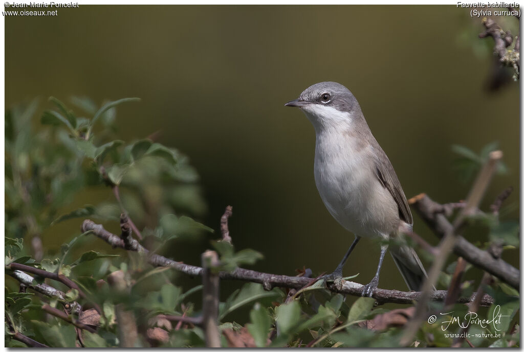 Lesser Whitethroat