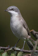 Lesser Whitethroat