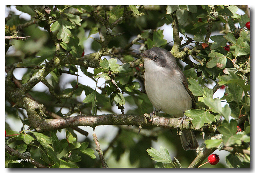 Lesser Whitethroat