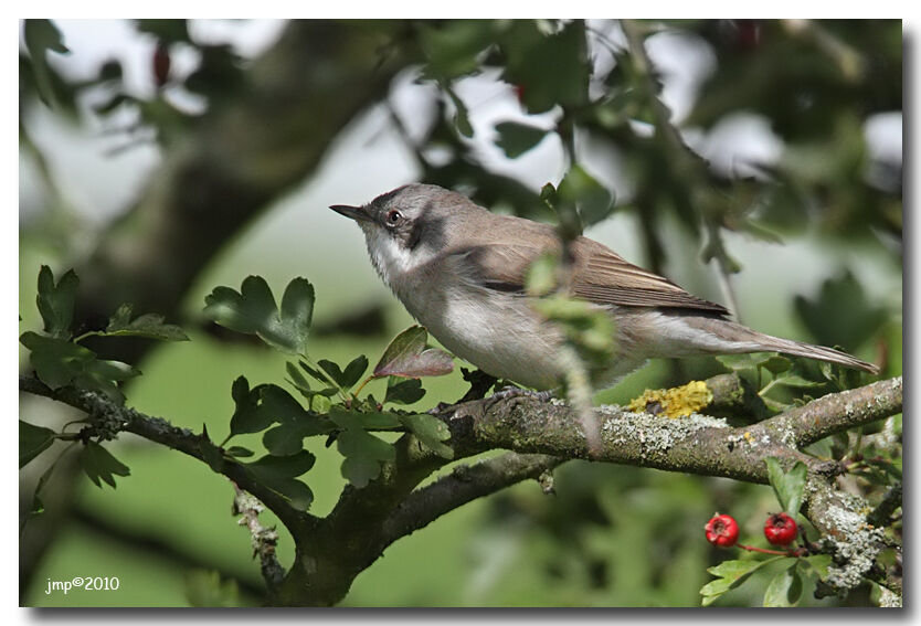 Lesser Whitethroat