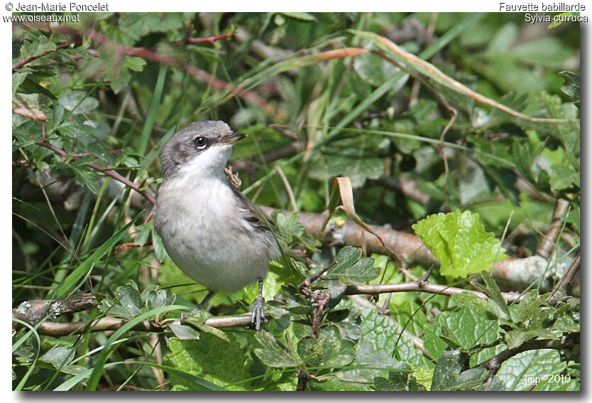 Lesser Whitethroat