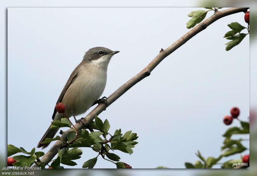 Lesser Whitethroatjuvenile, identification