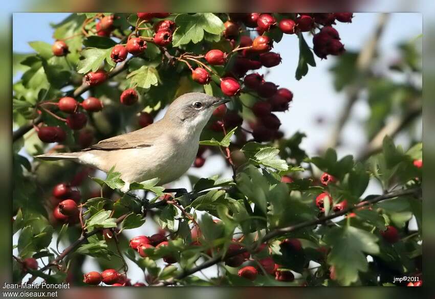 Lesser WhitethroatFirst year, identification