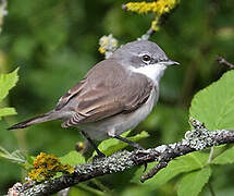 Lesser Whitethroat