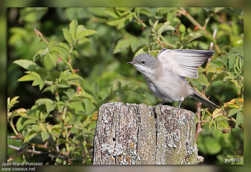 Lesser Whitethroatjuvenile, identification