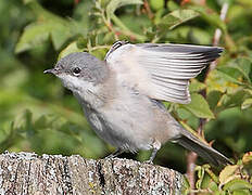 Lesser Whitethroat