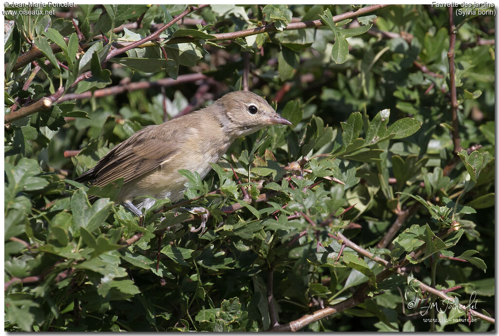 Garden Warbler