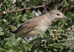 Garden Warbler