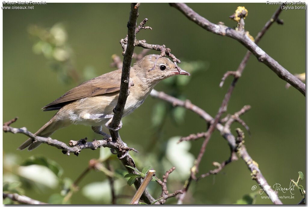 Garden Warbler
