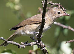 Garden Warbler