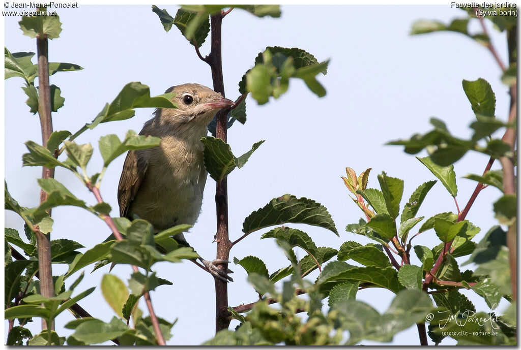 Garden Warbler