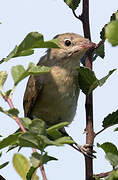 Garden Warbler