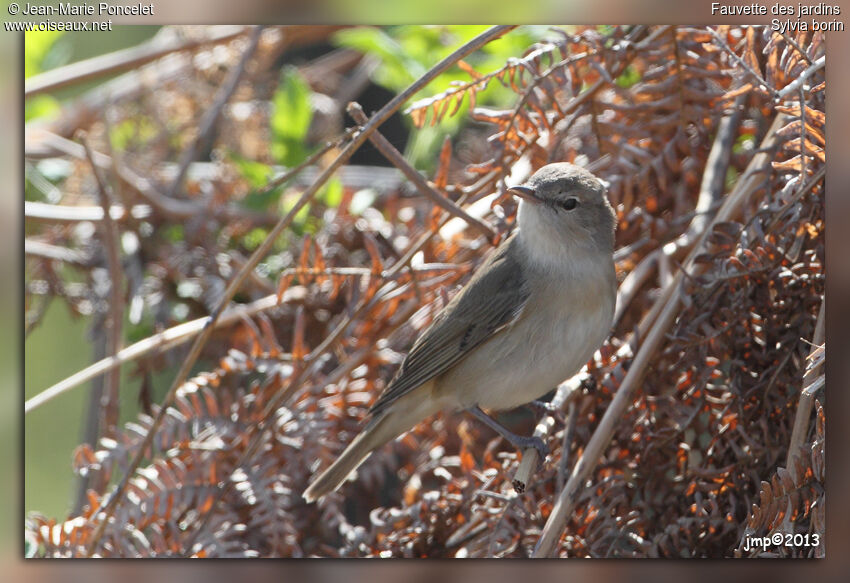 Garden Warbler