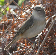 Garden Warbler