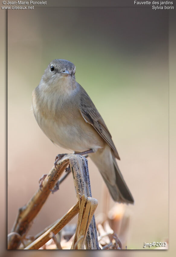 Garden Warbler