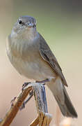 Garden Warbler