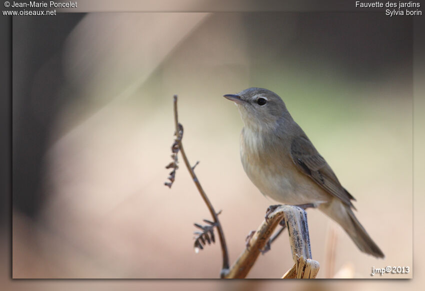 Garden Warbler