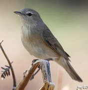 Garden Warbler